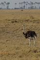 290 Kalahari woestijn, struisvogel